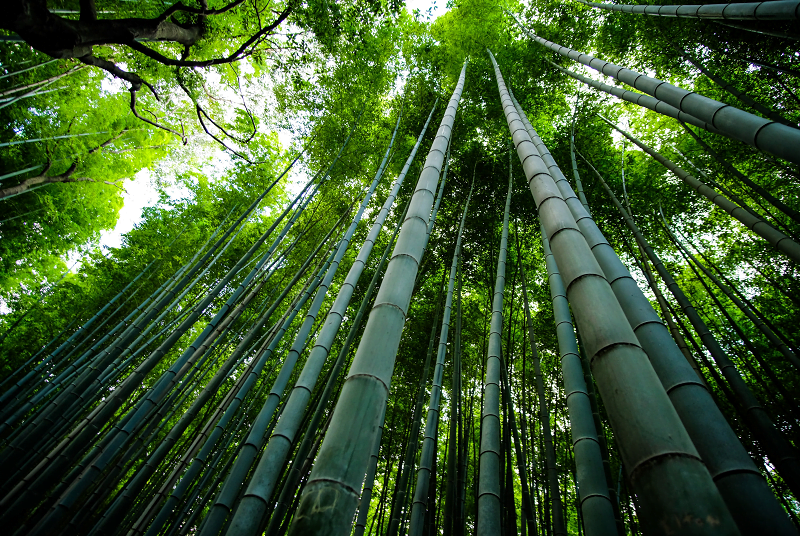 sustainable bamboo